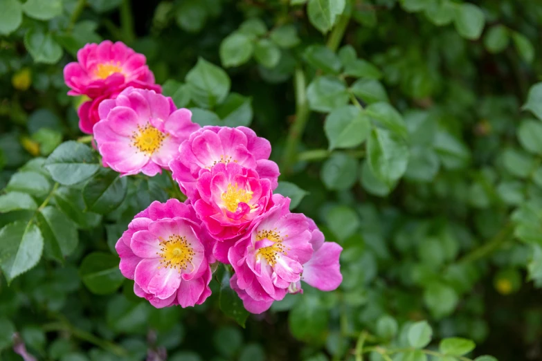 three roses growing in the green area of the garden