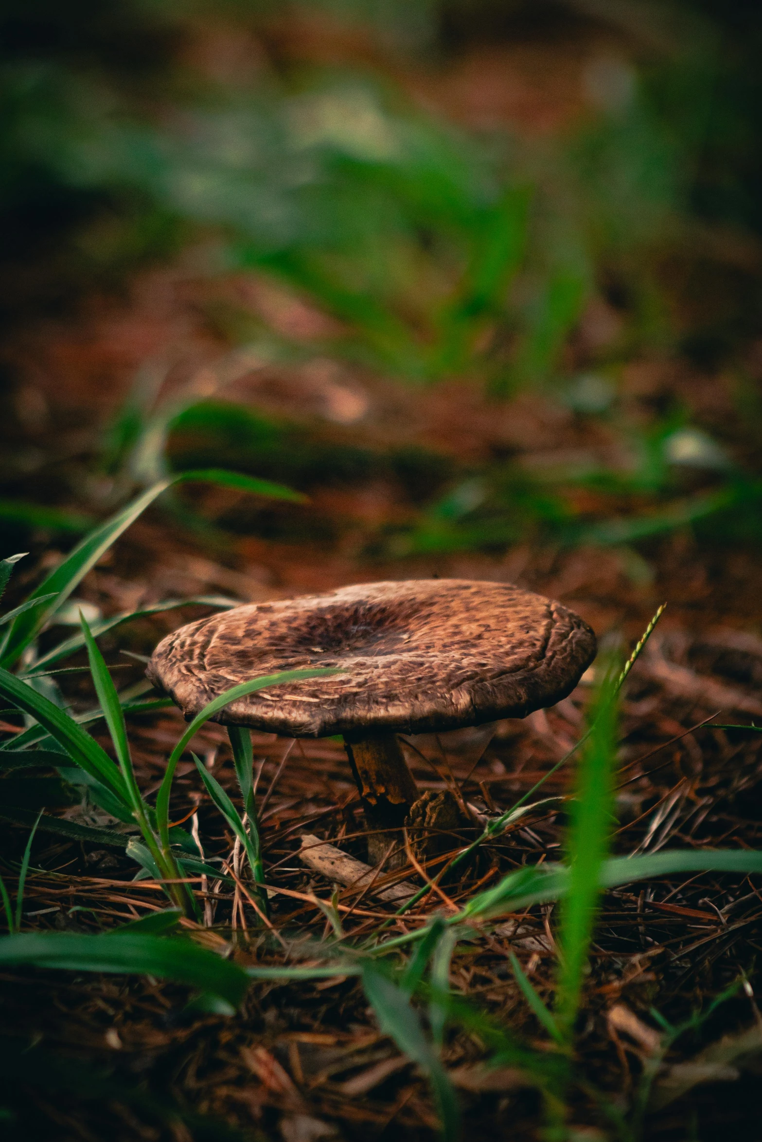 a small, brown, round object lying on the ground in grass