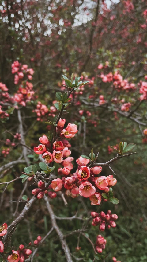 close up of a nch with pink flowers