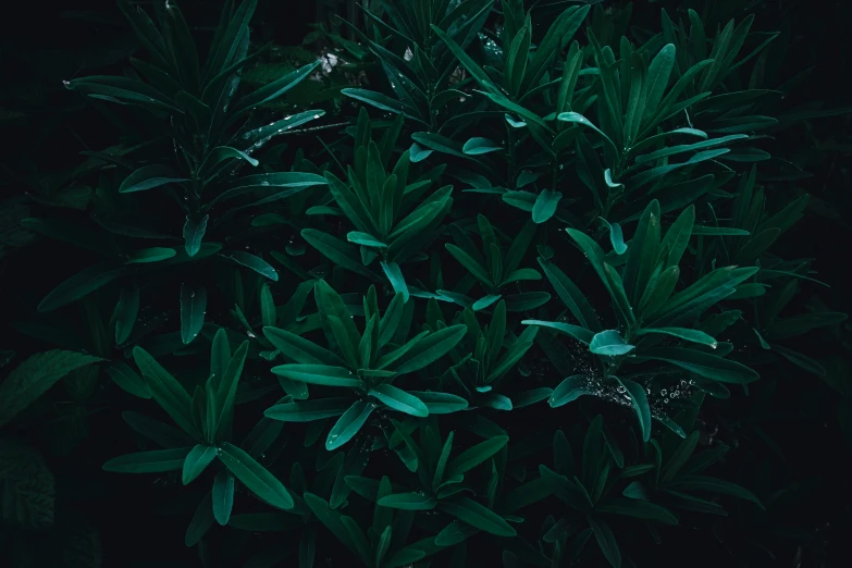 a green plant with water drops on it