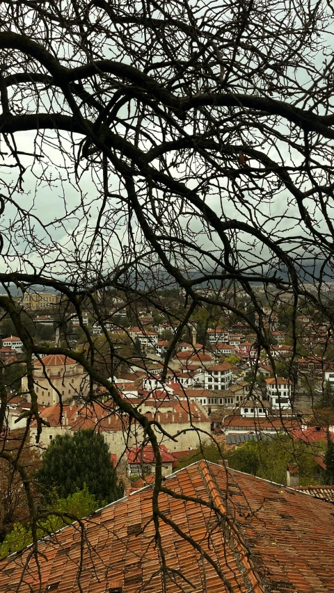 a view from behind the leaves of a tree of a rooftop