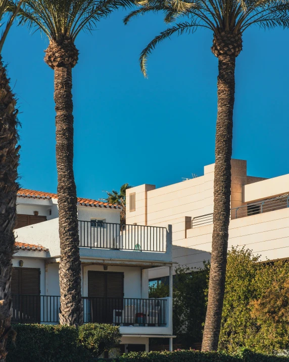 palm trees in front of two story building