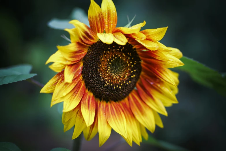 a yellow sunflower with red and black petals