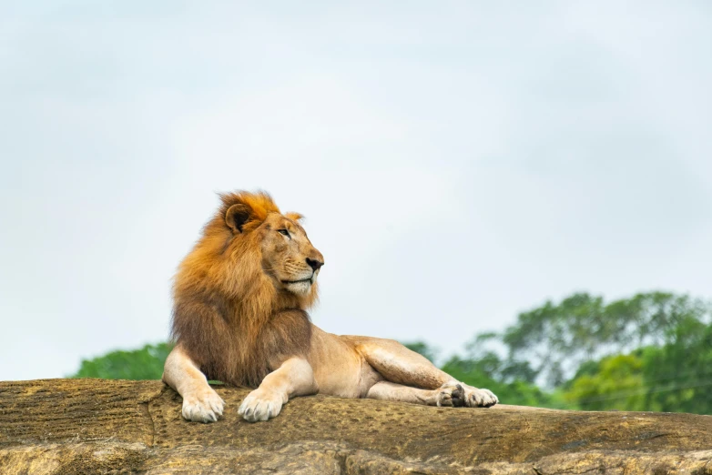 a lion sitting on top of a rocky area