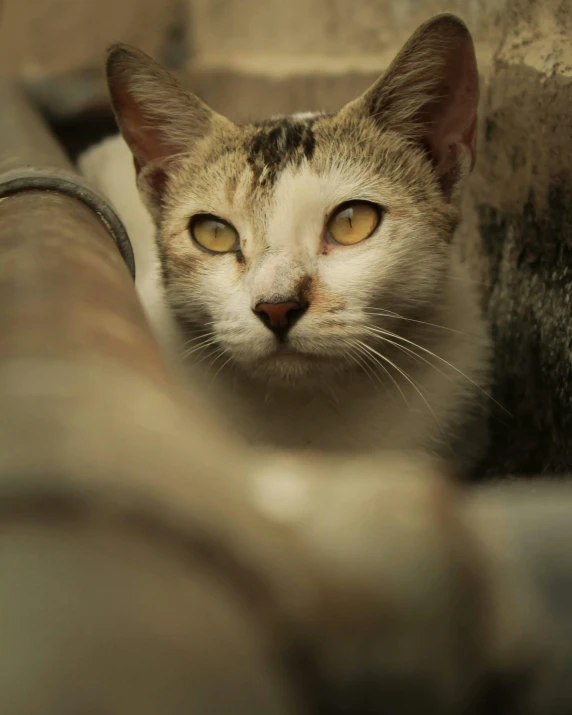 a cat with brown eyes staring at soing