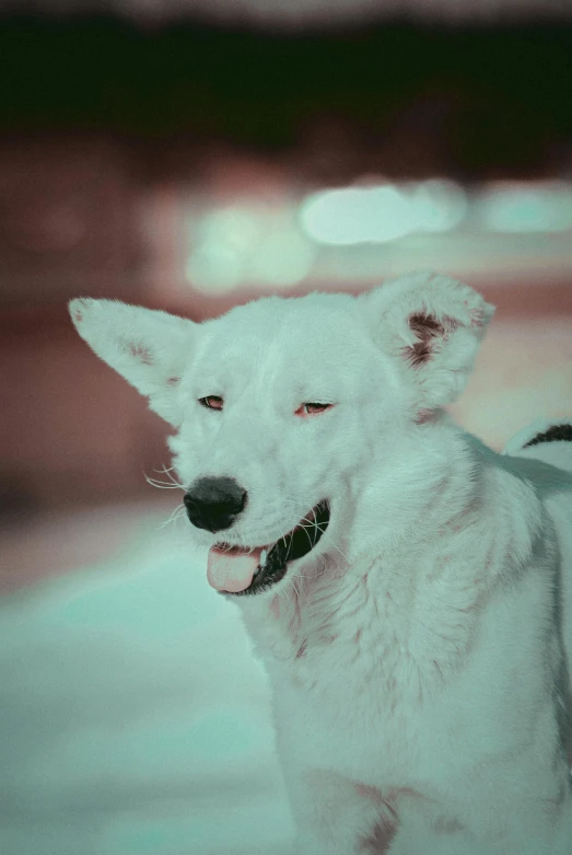 a white dog looking around in the snow