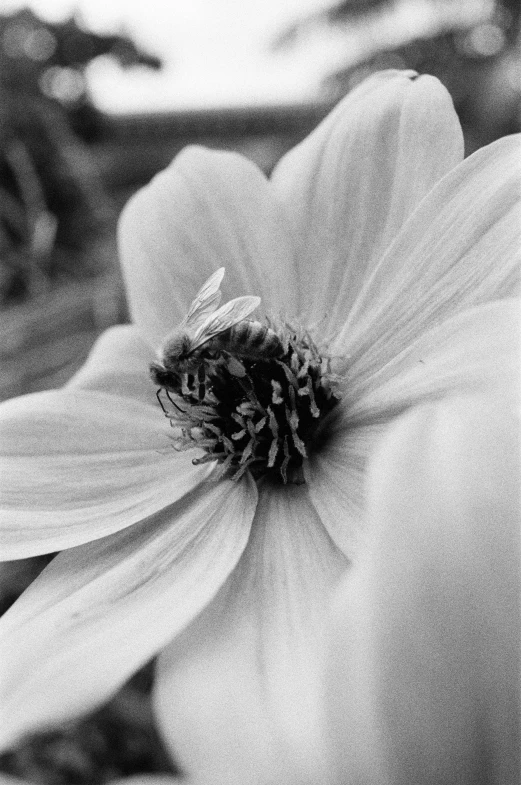 black and white pograph of a flower with bee