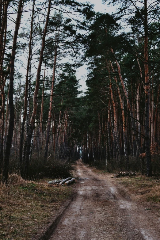 dirt road with lots of tall pine trees on each side