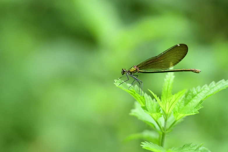 a small green bug sitting on top of a green leaf