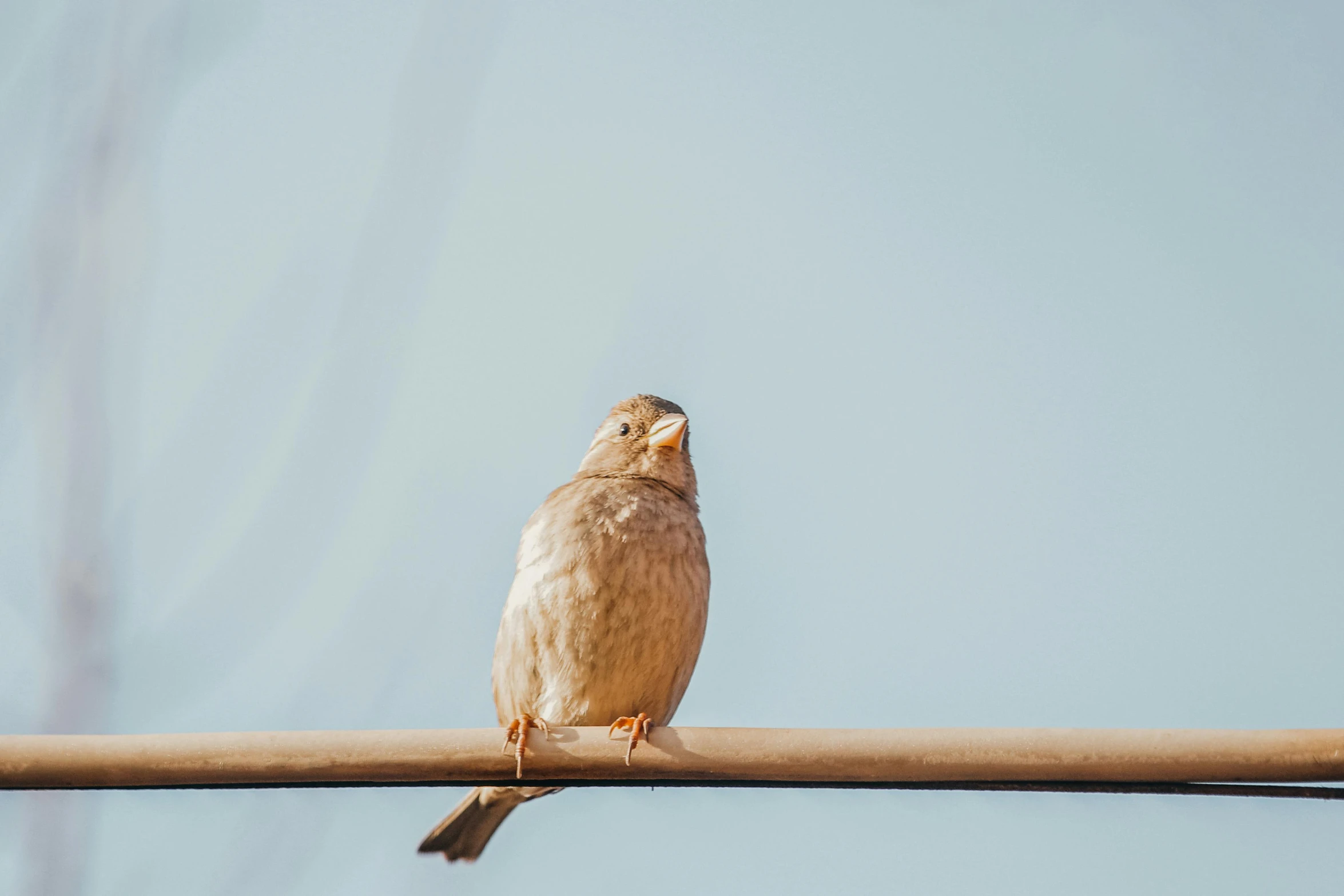 a bird standing on a wire with a sky background