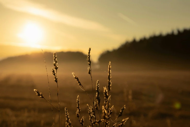 there is a foggy grass field with trees in the background