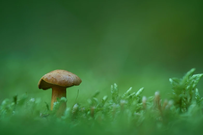 a mushroom that is on some grass