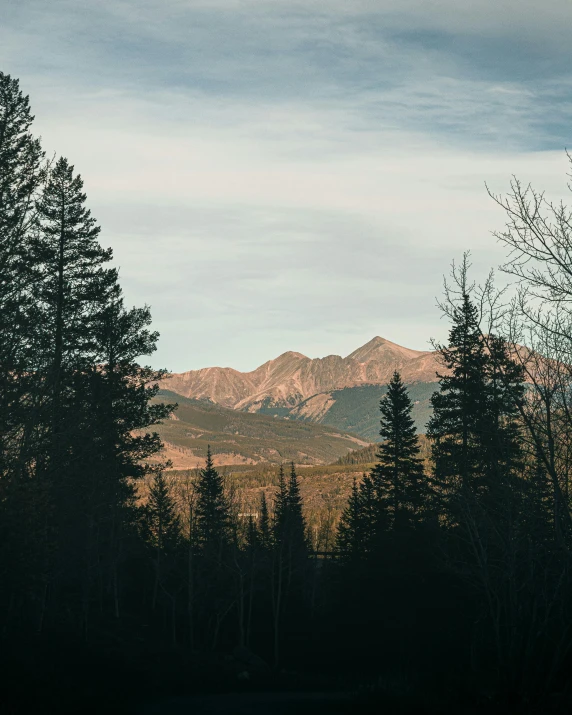 some trees on a hill and hills in the background