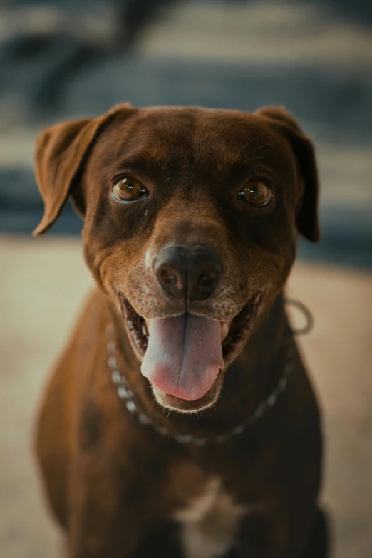 a close up of the head of a dog