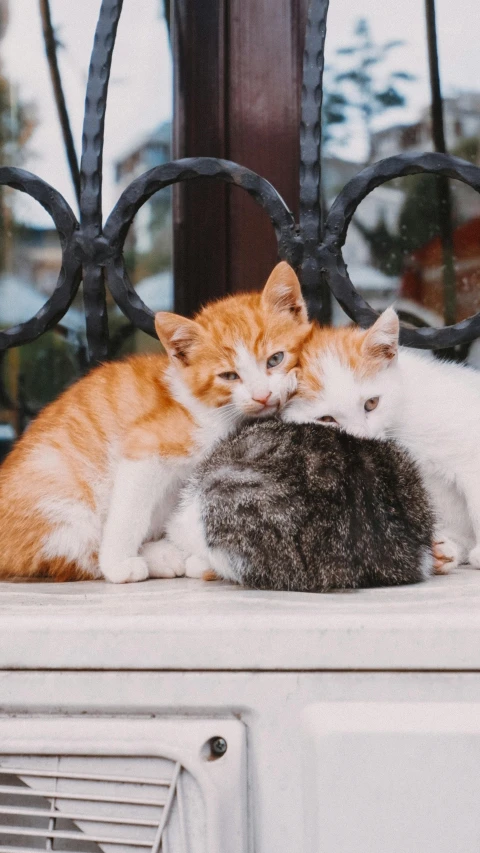 two cats sit near each other with their heads touching