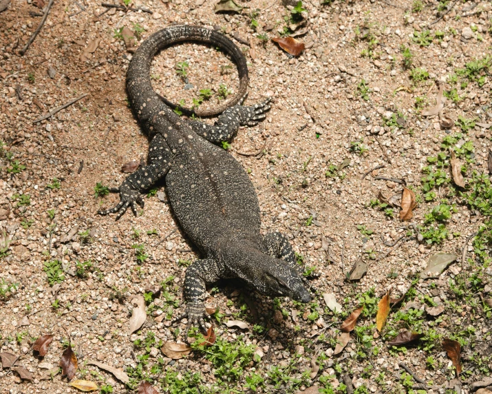 a small lizard on the ground during the day