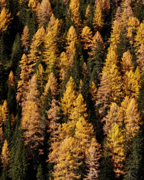 several different trees, some are orange and yellow