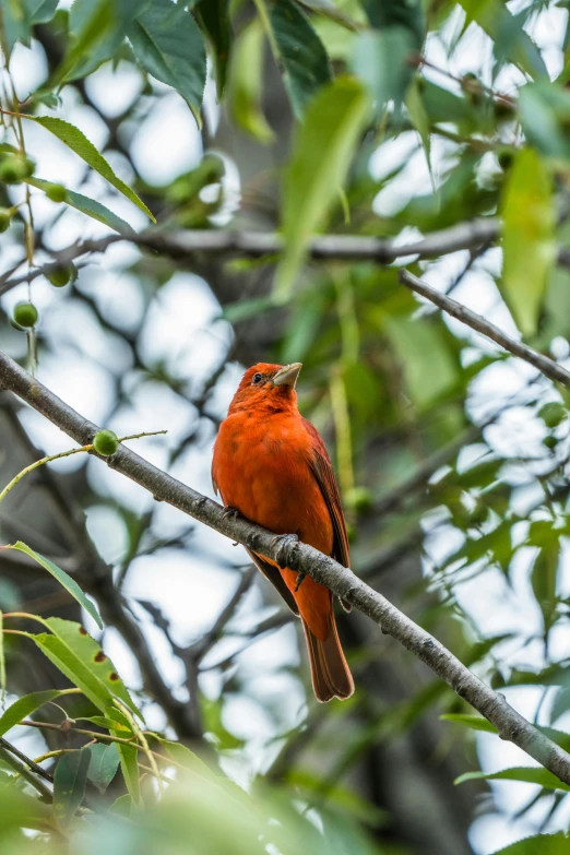 a red bird perched on top of a tree nch