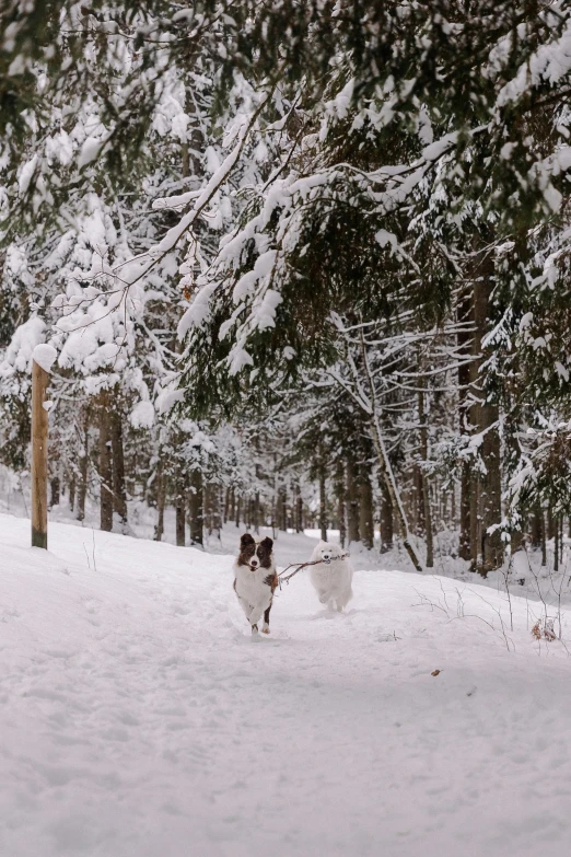 two dogs running down a snowy road towards the woods