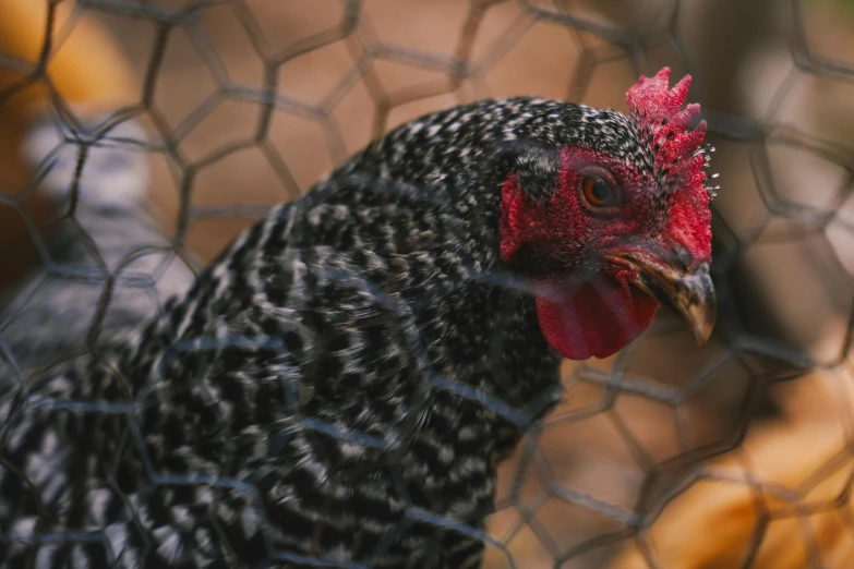 a close up s of a rooster's head through the chicken netting