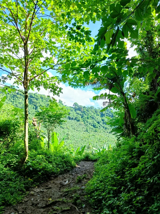 a path in a green forest next to trees