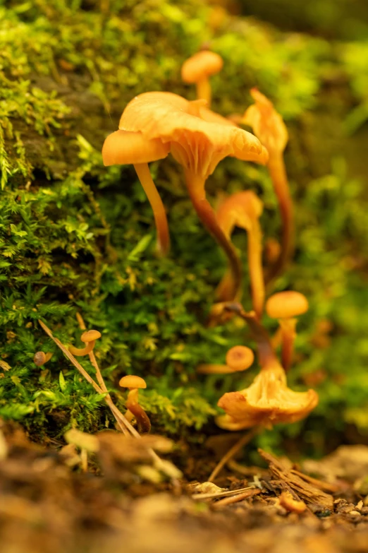 a group of yellow mushrooms that are on the ground