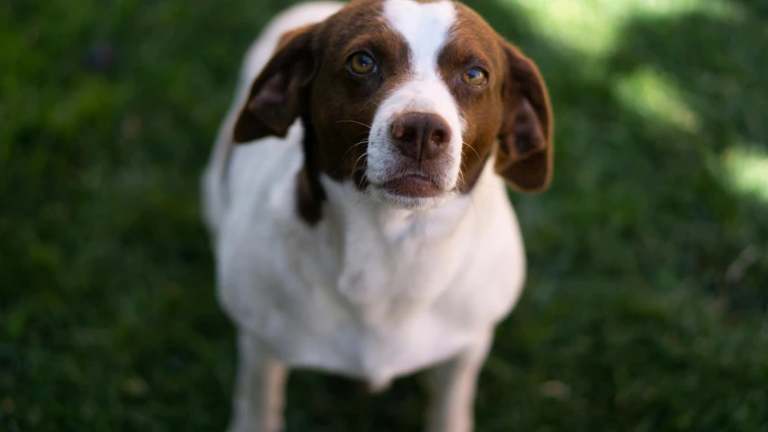 a brown and white dog looking up with its ears spread wide