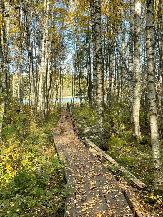 a path running through a tree covered forest in autumn