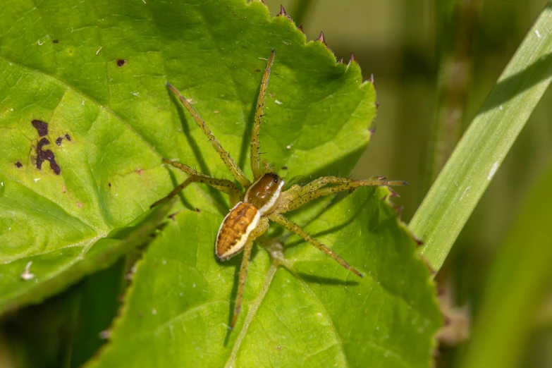 an insect is sitting on a leaf that looks like a bug