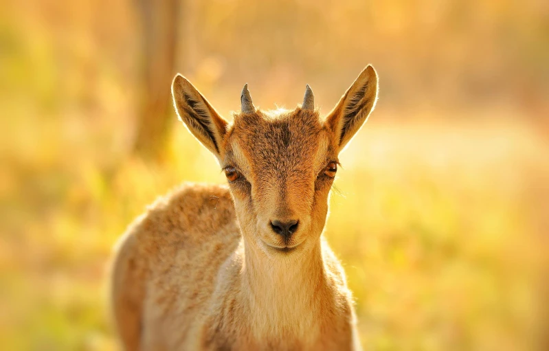 a goat with horns on stands in a field