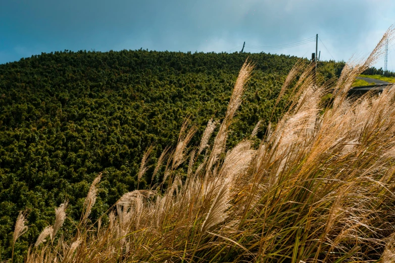 some tall grass that is by some trees