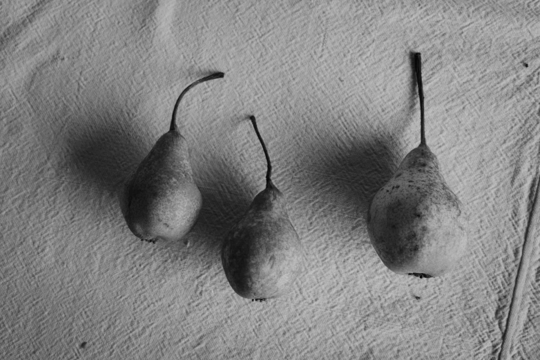 three pears in sepia with one sitting on towel