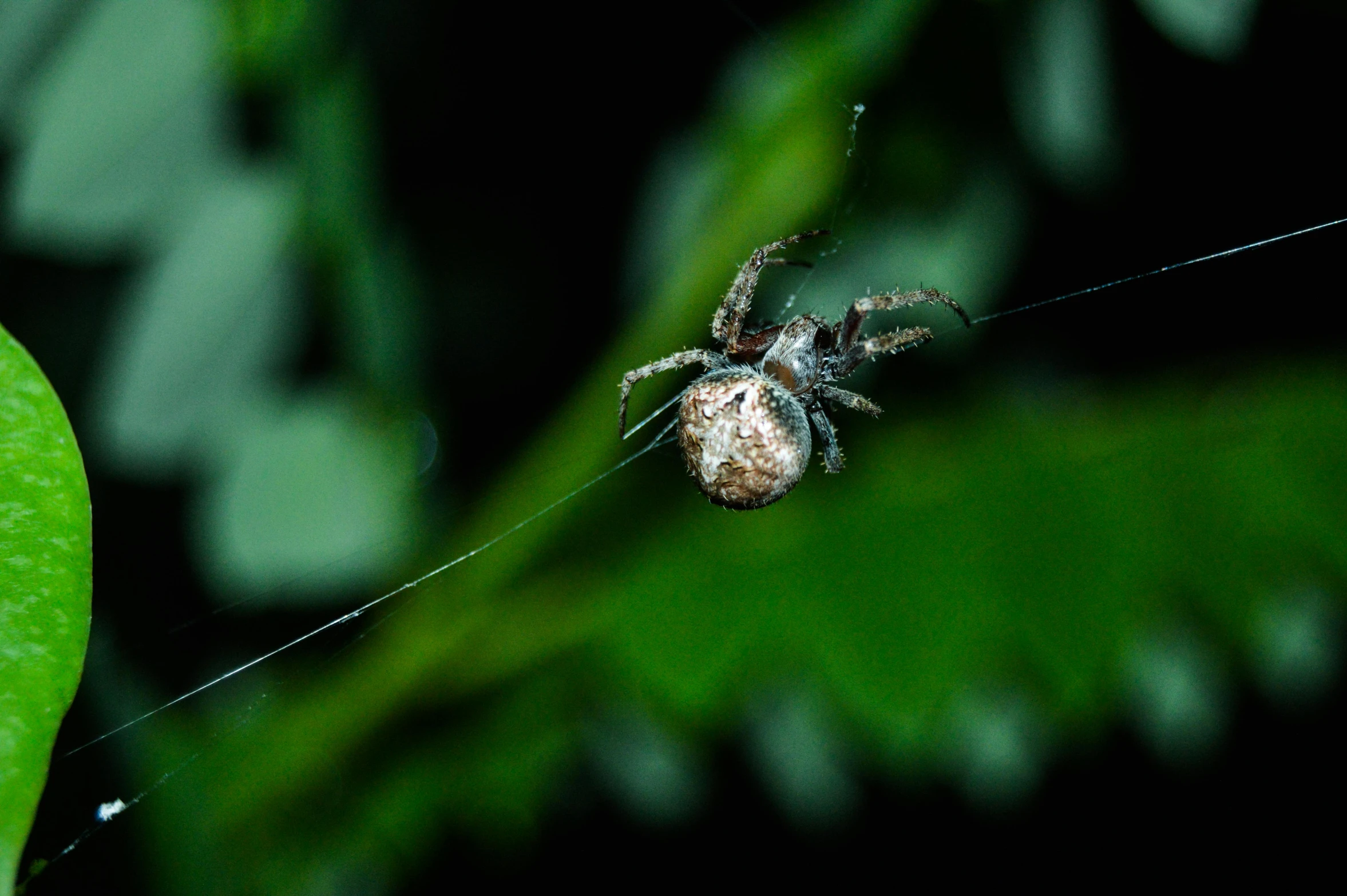 a spider that is sitting on a piece of string