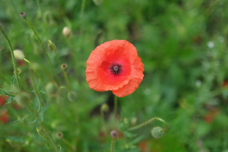 a single poppy flower that is red with a black center