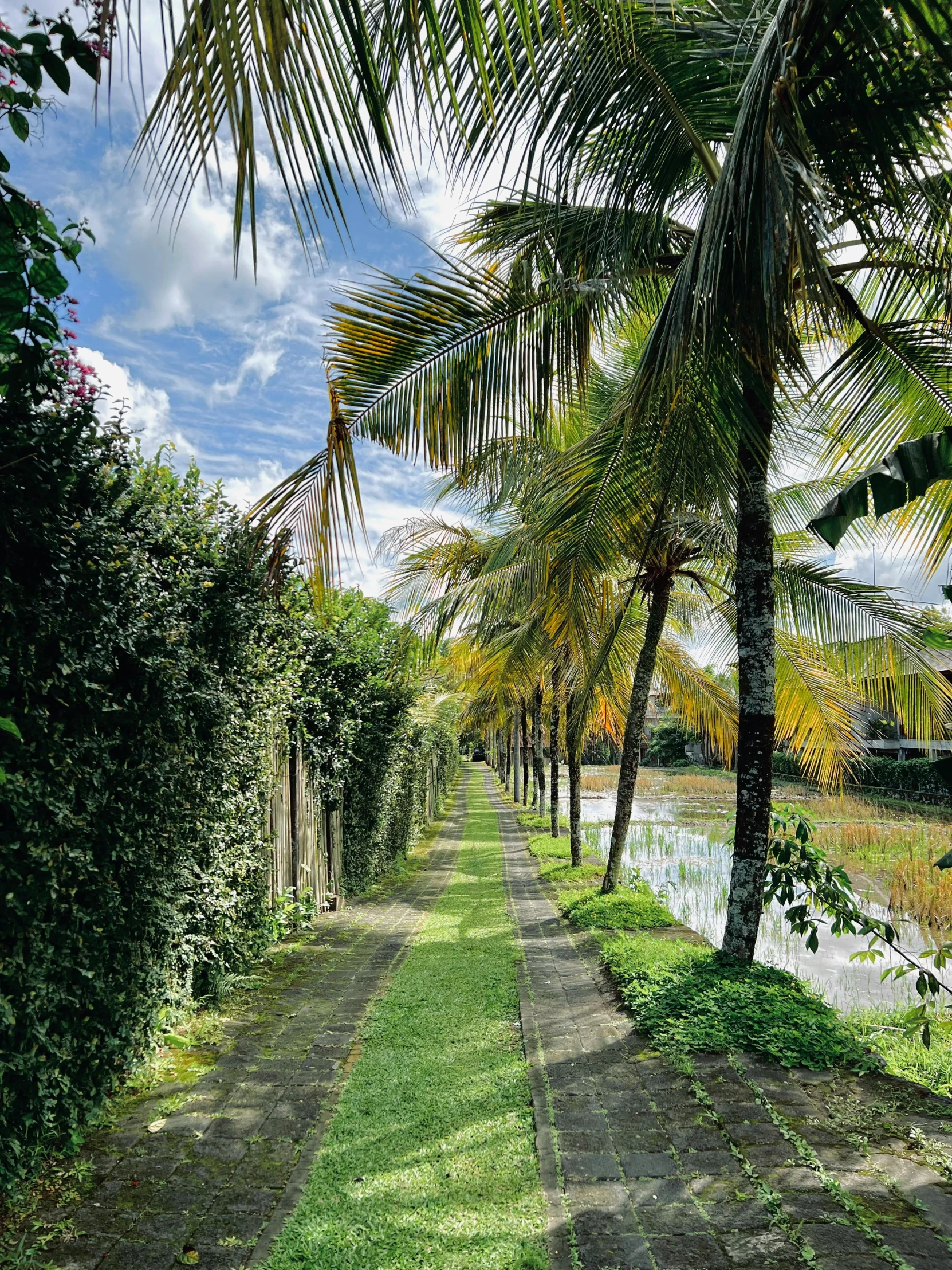 palm trees and grass line the path to the waterway