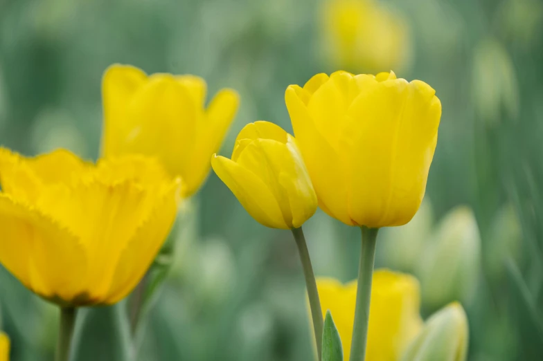 yellow tulips growing in a field of tall green grass