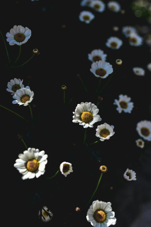 a bunch of daisies that are on some black