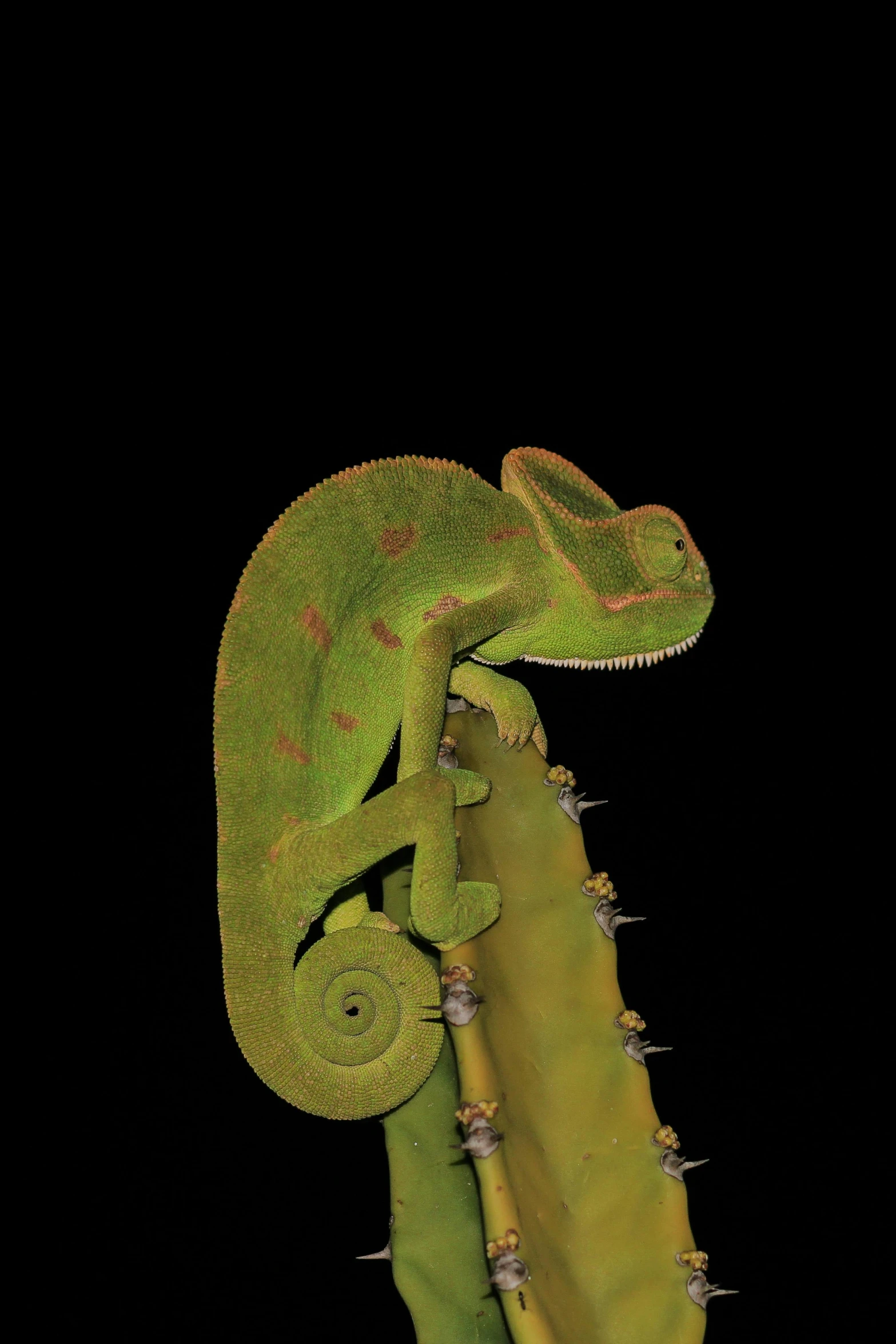 a green chamelon resting on the end of a cactus