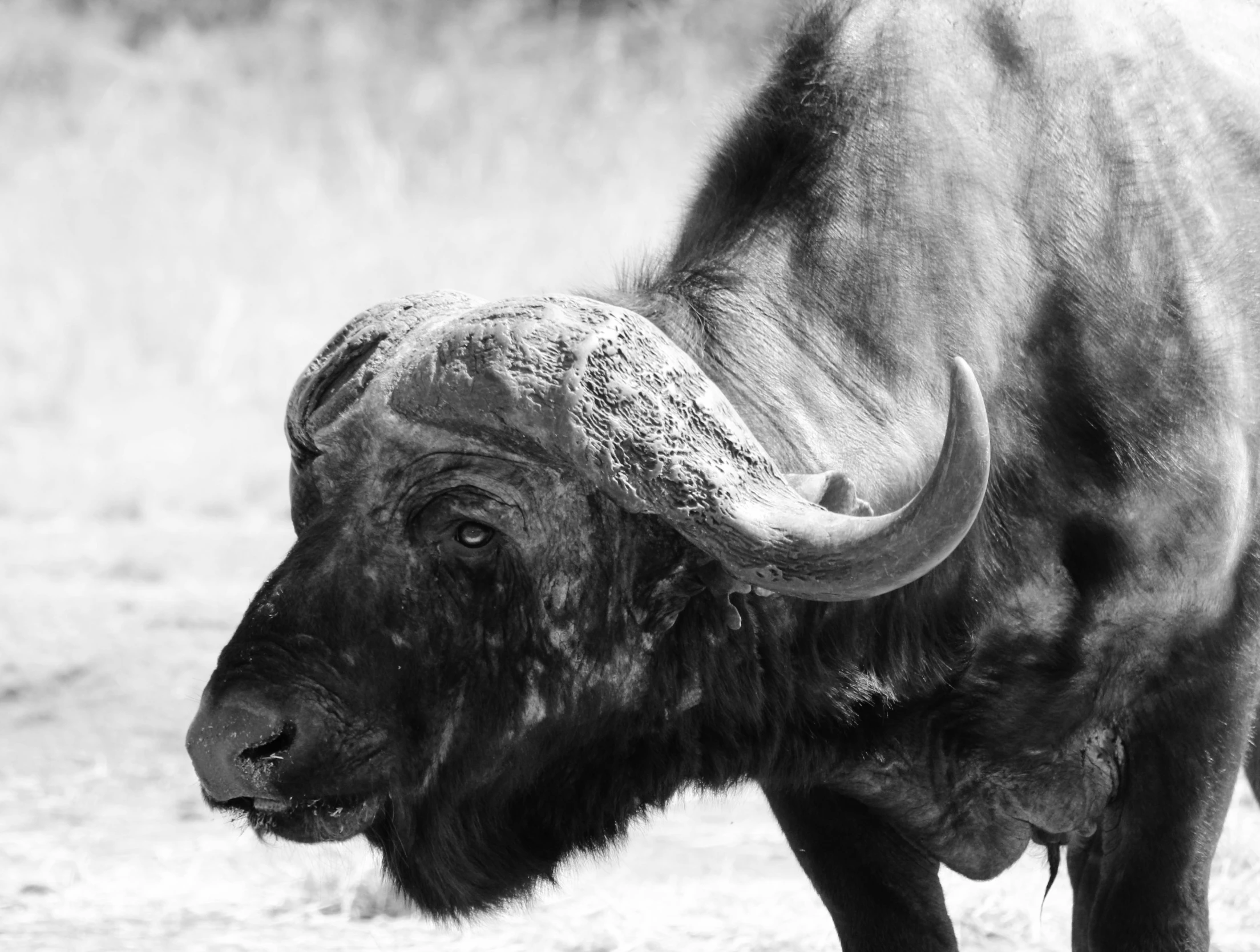 a close up of an animal with a black and white background