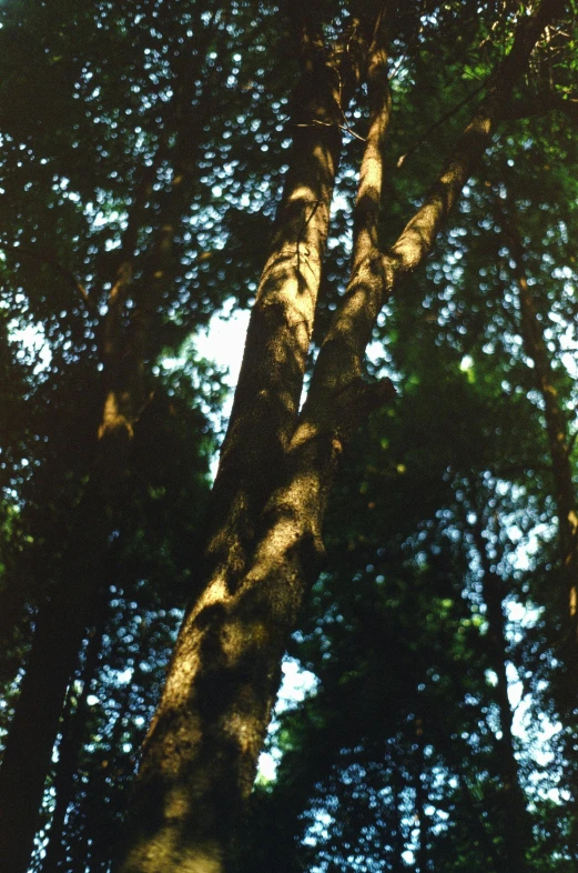 a tree's shadow cast over the tops of it