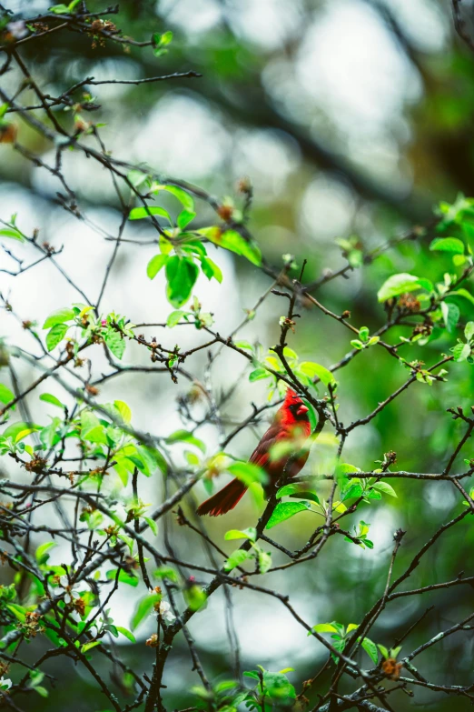 a cardinal is perched on a nch looking toward the camera