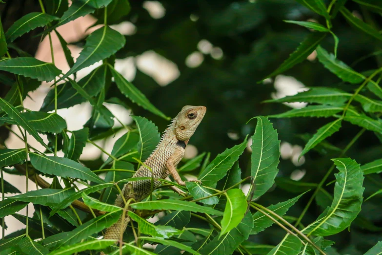 a lizard that is laying on some leaves