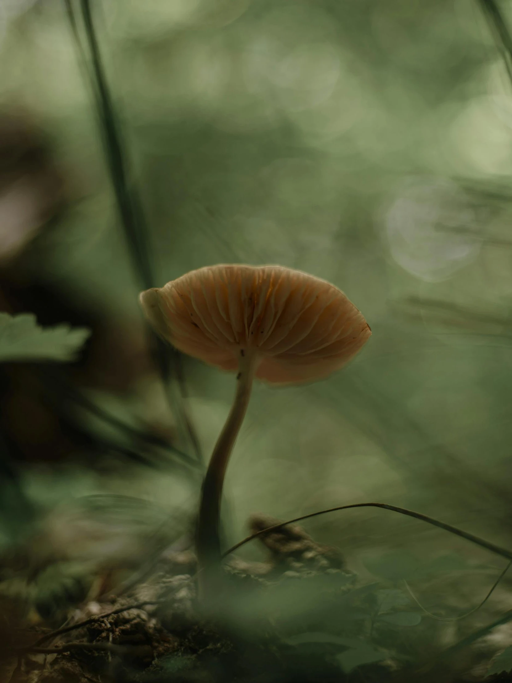 a yellow mushroom growing on a tree nch