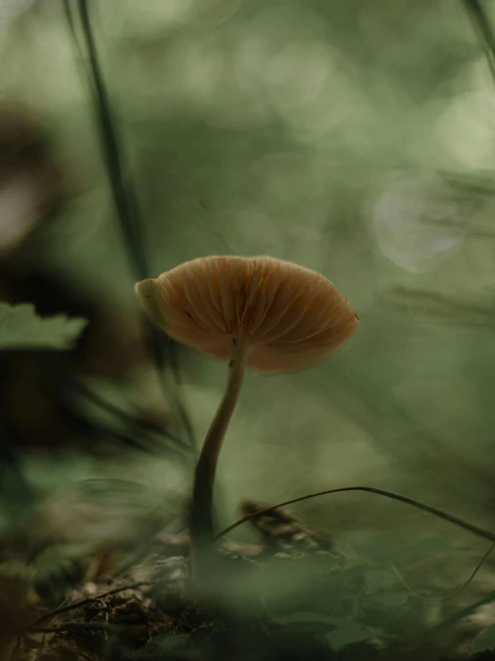 a yellow mushroom growing on a tree nch