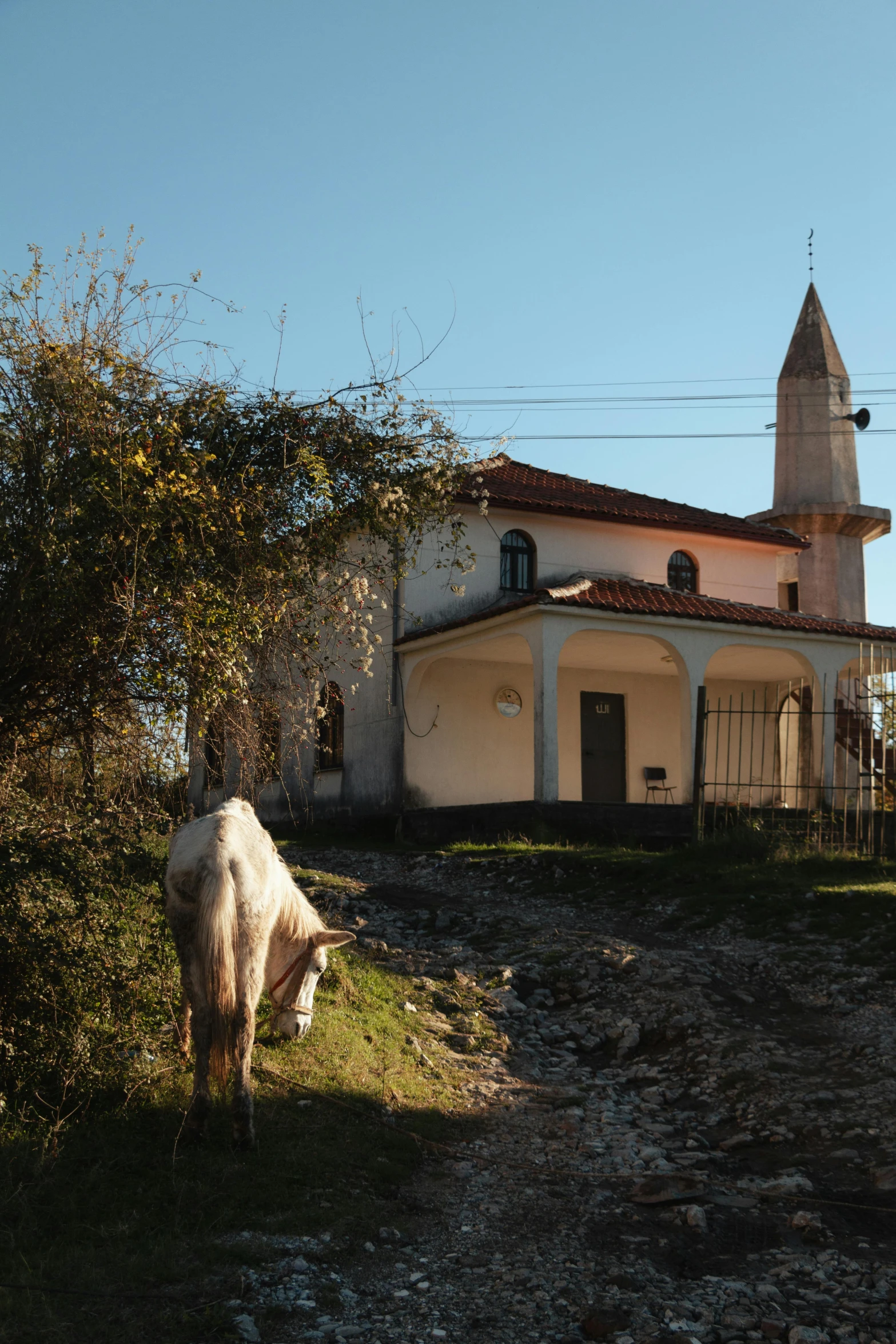 a large white cow standing in front of a house