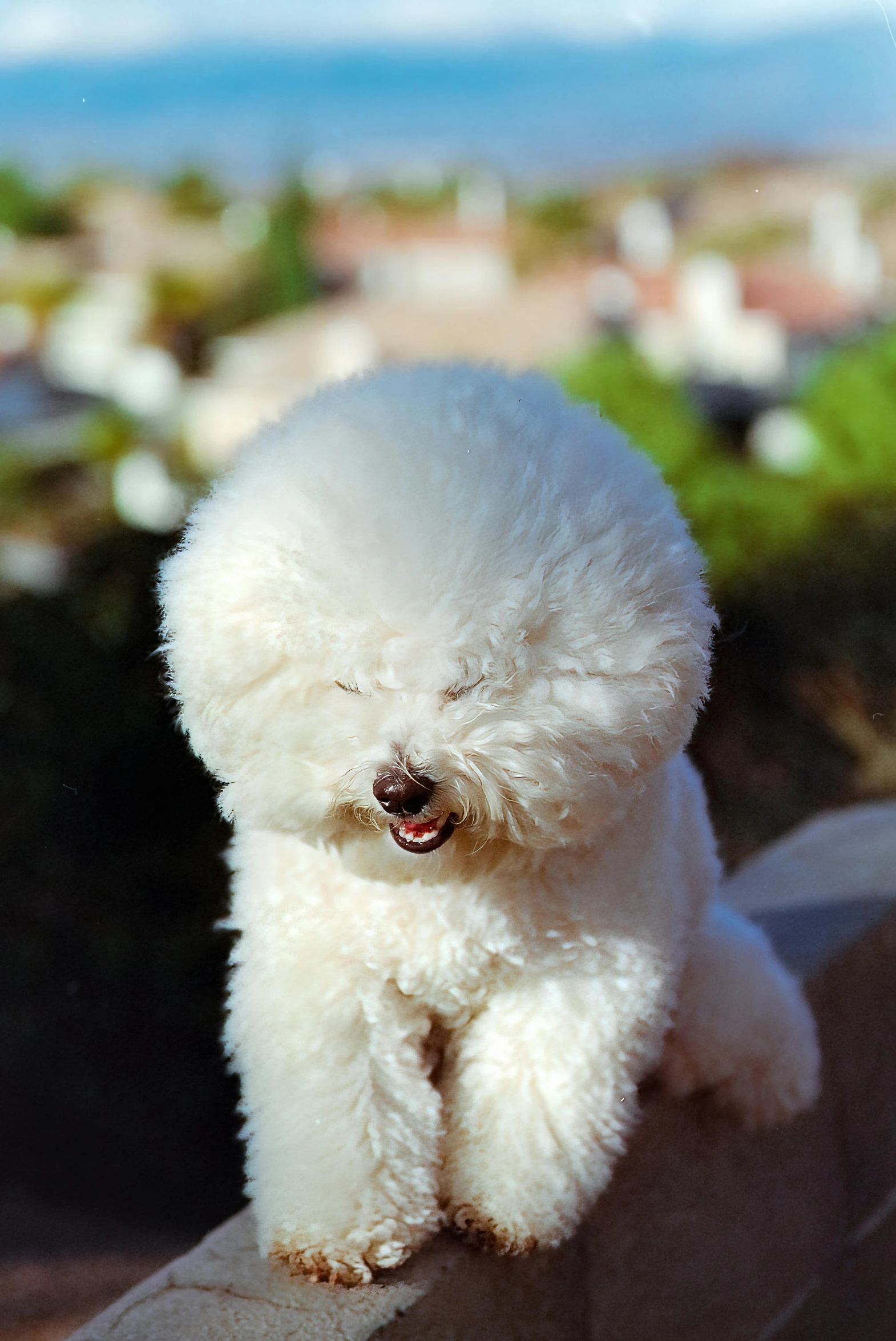 a white fuzzy dog sitting on top of a ledge