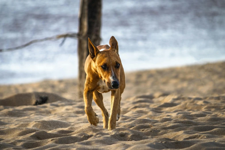 a dog runs on the beach near a small tree