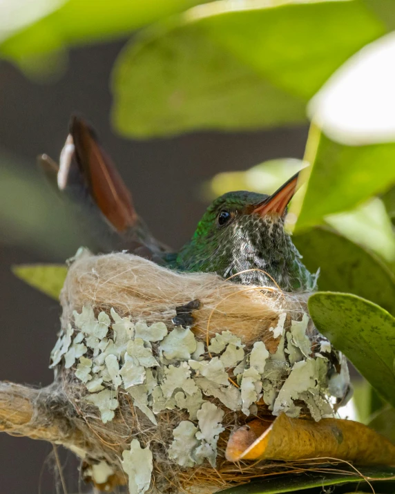 a small bird sitting on a nest filled with small birds