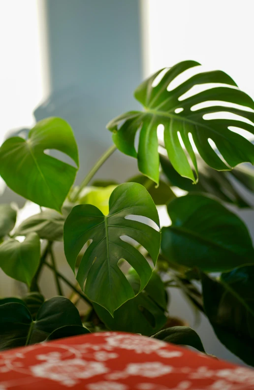 a plant with bright leaves in a room