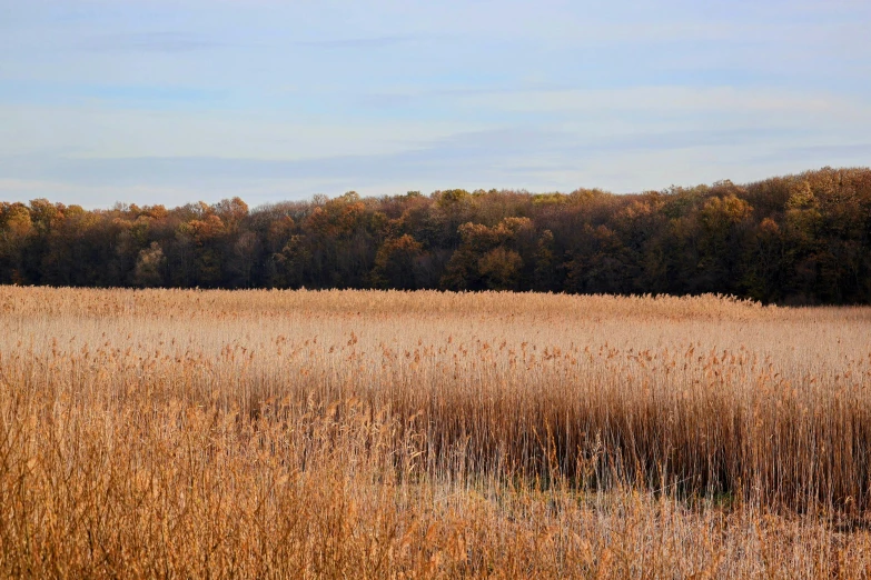 a field full of dead grass and trees with the sky in the background